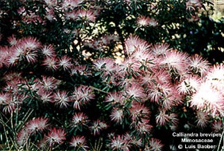 Calliandra brevipes