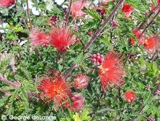 Calliandra californica