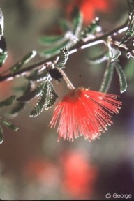 Calliandra californica