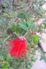 Calliandra californica