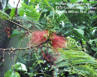 Calliandra houstoniana var. calothyrsus