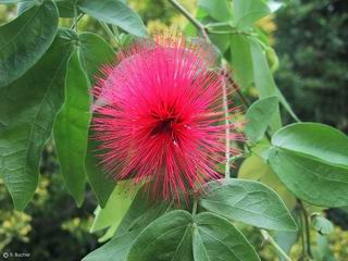 Calliandra tergemina var. emarginata