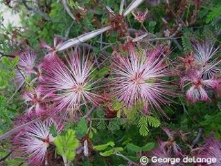 Calliandra eriophylla