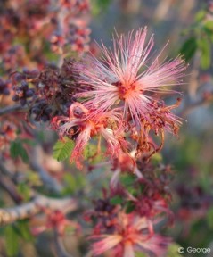 Calliandra eriophylla