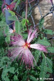 Calliandra eriophylla