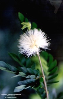 Calliandra haematocephala alba