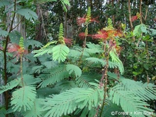 Calliandra houstoniana var. calothyrsus