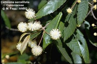 Callicoma serratifolia