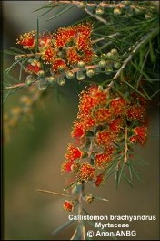 Callistemon brachyandrus