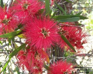 Callistemon citrinus