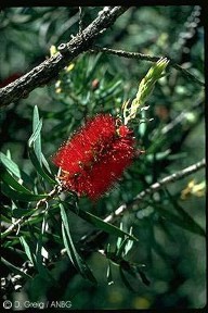 Callistemon glaucus