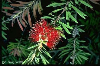 Callistemon montanus