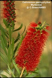 Callistemon pachyphyllus