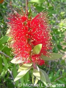 Callistemon polandii