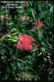 Callistemon polandii