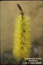 Callistemon sieberi 