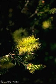 Callistemon viridiflorus