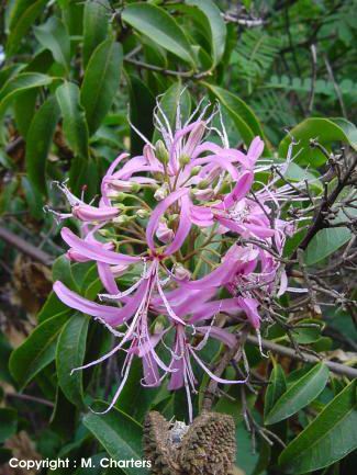 Exotische Nutz und Zierpflanzen Calodendrum capense