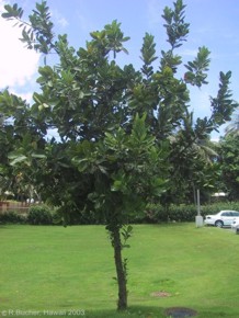 Calophyllum inophyllum