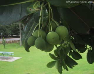 Calophyllum inophyllum