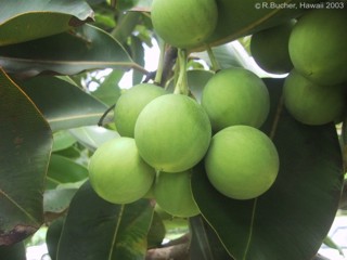 Calophyllum inophyllum