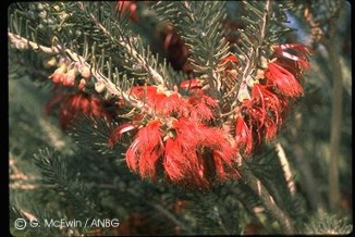 Calothamnus villosus