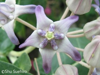 Calotropis gigantea