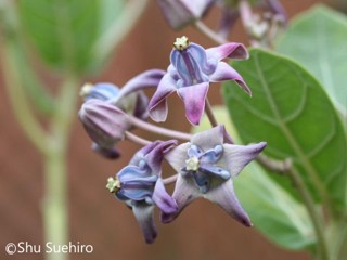 Calotropis gigantea