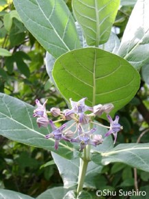 Calotropis gigantea