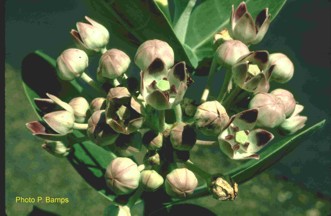 Calotropis procera 