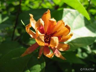 Calycanthus floridus