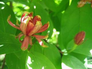 Calycanthus floridus