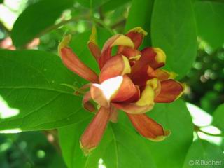 Calycanthus floridus