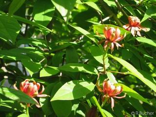 Calycanthus floridus