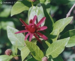 Calycanthus occidentalis