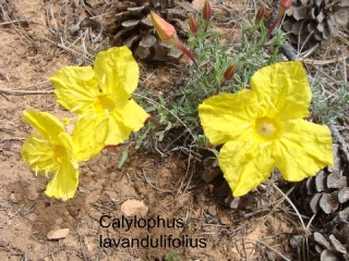 Calylophus lavandulifolius