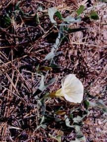 Calystegia occidentalis var. fulcrata