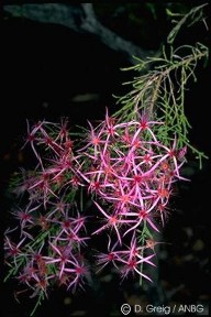 Calytrix exstipulata