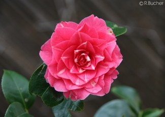 Camellia japonica