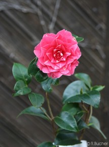 Camellia japonica 