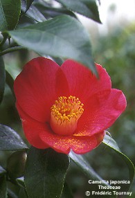 Camellia japonica