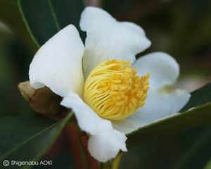 Camellia oleifera