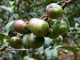 Camellia oleifera