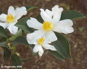 Camellia oleifera