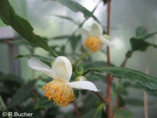 Camellia sinensis