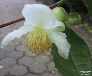 Camellia sinensis 