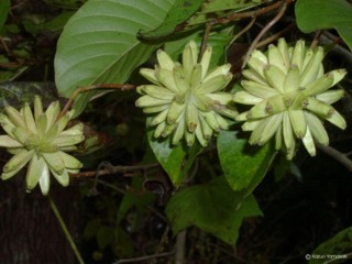 Camptotheca acuminata