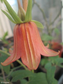 Canarina canariensis