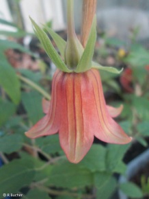 Canarina canariensis