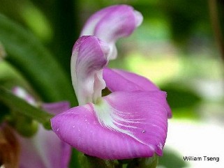 Canavalia gladiata